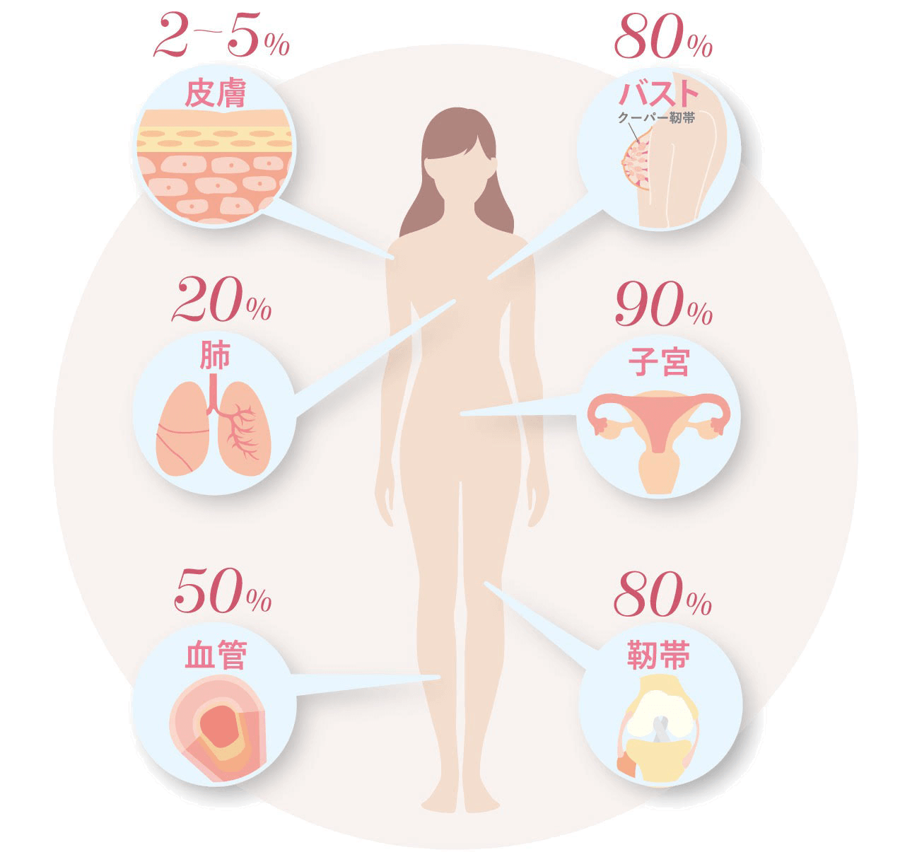 SUPERELASTINPLUS 3個セット(からだを知る冊子付) - 画像 (4)
